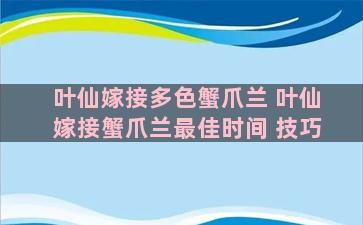 叶仙嫁接多色蟹爪兰 叶仙嫁接蟹爪兰最佳时间 技巧